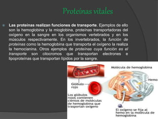 Proteínas vitales
 Las proteínas realizan funciones de transporte. Ejemplos de ello
son la hemoglobina y la mioglobina, proteínas transportadoras del
oxígeno en la sangre en los organismos vertebrados y en los
músculos respectivamente. En los invertebrados, la función de
proteínas como la hemoglobina que transporta el oxígeno la realiza
la hemocianina. Otros ejemplos de proteínas cuya función es el
transporte son citocromos que transportan electrones e
lipoproteínas que transportan lípidos por la sangre.
 