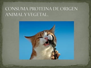 Proteinas