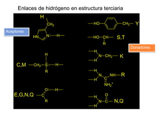 Enlaces de hidrógeno en estructura terciaria
H
HO

CH2

CH2

Y

Aceptores
N

HN

H

S,T

HO CH
R

Donadores
H

H

K

N CH2...
