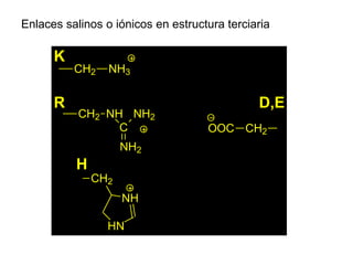 Enlaces salinos o iónicos en estructura terciaria

K
R

CH2

NH3

CH2 NH NH2
C
NH2

H
CH2
NH
HN

D,E
OOC CH2

 
