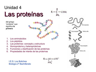 Unidad 4 Las proteínas I.E.S. Los Boliches Biología 2º Bachillerato ,[object Object],[object Object],[object Object],[object Object],[object Object],[object Object],del griego “proteios” que significa  lo primero 