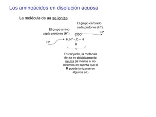 Los aminoácidos en disolución acuosa La molécula de aa  se ioniza El grupo carboxilo cede protones (H + ) El grupo amino c...