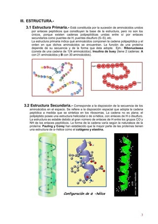 III. ESTRUCTURA.-
  3.1 Estructura Primaria.-        Está constituida por la sucesión de aminoácidos unidos
     por enlaces peptídicos que constituyen la base de la estructura, pero no son los
     únicos, porque existen cadenas polipeptídicas unidas entre sí por enlaces
     secundarios como puentes de H, puentes disulfuro (S–S), etc.
     La estructura primaria indica qué aminoácidos componen la cadena polipeptídica y el
     orden en que dichos aminoácidos se encuentran. La función de una proteína
     depende de su secuencia y de la forma que ésta adopte. Ejm.: Ribonucleasa
     (consta de una cadena de 124 aminoácidos); Insulina de buey (tiene 2 cadenas: A
     con 21 aminoácidos y B con 30 aminoácidos).




 3.2 Estructura Secundaria.-          Corresponde a la disposición de la secuencia de los
    aminoácidos en el espacio. Se refiere a la disposición espacial que adopta la cadena
    peptídica a medida que se sintetiza en los ribosomas. La cadena no es plana; el
    polipéptido posee una estructura helicoidal o de α-hélice, con enlaces de H o disulfuro.
    La estructura es estable debido al gran número de enlaces de H entre los grupos CO y
    NH de los enlaces peptídicos. La forma de la cadena varía según la naturaleza de la
    proteína. Pauling y Corey han establecido que la mayor parte de las proteínas tienen
    una estructura de α–hélice como el colágeno y elastina.




                              Configuración de α -hélice




                                                                                          3
 