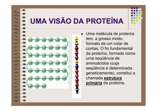 UMA VISÃO DA PROTEÍNA
Uma molécula de proteína
tem, a grosso modo,
formato de um colar de
contas. O fio fundamental
da proteína, formado como
uma seqüência de
aminoácidos (cuja
seqüência é determinada
geneticamente), constitui a
chamada estrutura
primária da proteína.
 