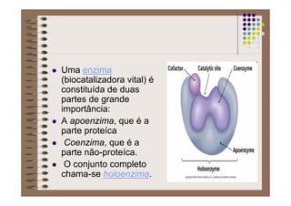 Uma enzima
(biocatalizadora vital) é
constituída de duas
partes de grande
importância:
A apoenzima, que é a
parte proteíca
Coenzima, que é a
parte não-proteíca.
O conjunto completo
chama-se holoenzima.
 