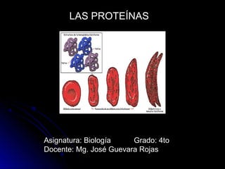 LAS PROTEÍNAS
Asignatura: BiologíaAsignatura: Biología Grado: 4toGrado: 4to
Docente: Mg. José Guevara RojasDocente: Mg. José Guevara Rojas
 