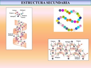 ESTRUCTURA SECUNDARIA
 