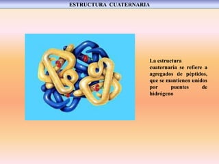 La estructura
cuaternaria se refiere a
agregados de péptidos,
que se mantienen unidos
por puentes de
hidrógeno
ESTRUCTURA CUATERNARIA
 