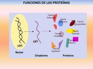 FUNCIONES DE LAS PROTEÍNAS
 