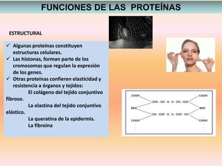 FUNCIONES DE LAS PROTEÍNAS
ESTRUCTURAL
 Algunas proteínas constituyen
estructuras celulares.
 Las histonas, forman parte de los
cromosomas que regulan la expresión
de los genes.
 Otras proteínas confieren elasticidad y
resistencia a órganos y tejidos:
El colágeno del tejido conjuntivo
fibroso.
La elastina del tejido conjuntivo
elástico.
La queratina de la epidermis.
La fibroina
 