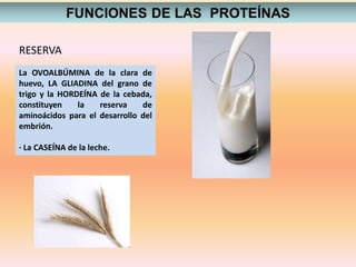 La OVOALBÚMINA de la clara de
huevo, LA GLIADINA del grano de
trigo y la HORDEÍNA de la cebada,
constituyen la reserva de
aminoácidos para el desarrollo del
embrión.
· La CASEÍNA de la leche.
RESERVA
 
