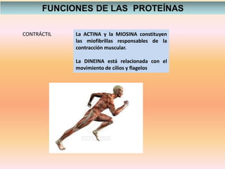CONTRÁCTIL La ACTINA y la MIOSINA constituyen
las miofibrillas responsables de la
contracción muscular.
La DINEINA está relacionada con el
movimiento de cilios y flagelos
 