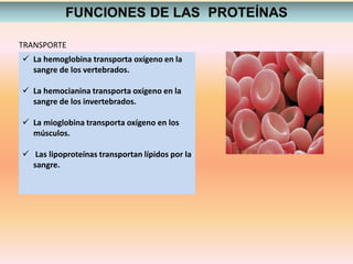  La hemoglobina transporta oxígeno en la
sangre de los vertebrados.
 La hemocianina transporta oxígeno en la
sangre de los invertebrados.
 La mioglobina transporta oxígeno en los
músculos.
 Las lipoproteínas transportan lípidos por la
sangre.
TRANSPORTE
 