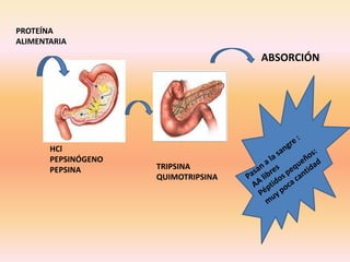 PROTEÍNA
ALIMENTARIA
HCl
PEPSINÓGENO
PEPSINA TRIPSINA
QUIMOTRIPSINA
ABSORCIÓN
 