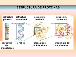 ESTRUCTURA DE PROTEÍNAS
estructura estructura estructura estructura
primaria secundaria terciaria cuaternaria
secuencia a-hélice plegamiento ensamblaje de
de tridimensional subunidades
aminoácidos
 