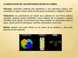 CLASIFICACION DE LAS PROTEINAS SEGÚN SU FORMA:
Fibrosas: presentas cadenas poli peptídicas y una estructura atípica. Son
insolubles en agua y hacen parte de este grupo la queratina, colágeno y fibrina.
Globulares: se caracterizan por doblar sus cadenas en una forma esférica
apretada, dejando grupos hidrófobos hacia adentro de la proteína y grupos
hidrófilos hacia afuera, lo que hacen que sean solubles en disolventes como el
agua. Hacen parte de este grupo: enzimas, anticuerpos, hormonas.
Mixtas: poseen una parte fibrilar en el centro de la proteína y otra parte
globular en los extremos.
 