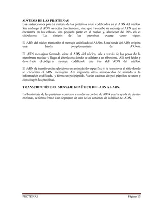 PROTEINAS Página 13
SÍNTESIS DE LAS PROTEINAS
Las instrucciones para la síntesis de las proteínas están codificadas en el ADN del núcleo.
Sin embargo el ADN no actúa directamente, sino que transcribe su mensaje al ARN que se
encuentra en las células, una pequeña parte en el núcleo y, alrededor del 90% en el
citoplasma. La síntesis de las proteínas ocurre como sigue:
El ADN del núcleo transcribe el mensaje codificado al ARNm. Una banda del ADN origina
una banda complementaria de ARNm.
El ARN mensajero formado sobre el ADN del núcleo, sale a través de los poros de la
membrana nuclear y llega al citoplasma donde se adhiere a un ribosoma. Allí será leído y
descifrado el código o mensaje codificado que trae del ADN del núcleo.
El ARN de transferencia selecciona un aminoácido específico y lo transporta al sitio donde
se encuentra el ARN mensajero. Allí engancha otros aminoácidos de acuerdo a la
información codificada, y forma un polipéptido. Varias cadenas de poli péptidos se unen y
constituyen las proteínas.
TRANSCRIPCIÓN DEL MENSAJE GENÉTICO DEL ADN AL ARN.
La biosíntesis de las proteínas comienza cuando un cordón de ARN con la ayuda de ciertas
enzimas, se forma frente a un segmento de uno de los cordones de la hélice del ADN.
 