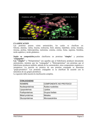 PROTEINAS Página 5
CLASIFICACION
Las proteínas poseen veinte aminoácidos, los cuales se clasifican en:
Glicina, alamina, valina, leucina, isoleucina, fenil, alanina, triptófano, serina, treonina,
tirosina, prolina, hidroxiprolina, metionina, cisteína, cistina, lisina, arginina, histidina,
ácido aspártico y ácido glutámico.
Según su composición:pueden clasificarse en proteínas "simples" y proteínas
"conjugadas".
Las "simples" o "Holoproteínas" son aquellas que al hidrolizarse producen únicamente
aminoácidos, mientras que las "conjugadas" o "Heteroproteínas" son proteínas que al
hidrolizarse producen también, además de los aminoácidos, otros componentes orgánicos o
inorgánicos. La porción no proteica de una proteína conjugada se denomina
"grupo prostético". Las proteínas conjugadas se su clasifican de acuerdo con la
naturaleza de sus grupos prostéticos.
La siguiente tabla muestra la clasificación completa.
CONJUGADAS
NOMBRE COMPONENTE NO PROTEICO
Nucleoproteínas Ácidos nucleídos
Lipoproteínas Lípidos
Fosfoproteínas Grupos fosfato
Metal proteínas Metales
Glucoproteínas Monosacáridos
 