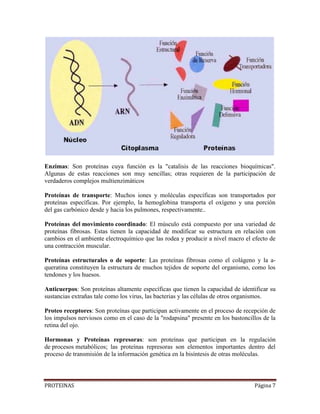 PROTEINAS Página 7
Enzimas: Son proteínas cuya función es la "catalisis de las reacciones bioquímicas".
Algunas de estas reacciones son muy sencillas; otras requieren de la participación de
verdaderos complejos multienzimáticos
Proteínas de transporte: Muchos iones y moléculas específicas son transportados por
proteínas específicas. Por ejemplo, la hemoglobina transporta el oxígeno y una porción
del gas carbónico desde y hacia los pulmones, respectivamente..
Proteínas del movimiento coordinado: El músculo está compuesto por una variedad de
proteínas fibrosas. Estas tienen la capacidad de modificar su estructura en relación con
cambios en el ambiente electroquímico que las rodea y producir a nivel macro el efecto de
una contracción muscular.
Proteínas estructurales o de soporte: Las proteínas fibrosas como el colágeno y la a-
queratina constituyen la estructura de muchos tejidos de soporte del organismo, como los
tendones y los huesos.
Anticuerpos: Son proteínas altamente específicas que tienen la capacidad de identificar su
sustancias extrañas tale como los virus, las bacterias y las células de otros organismos.
Proteo receptores: Son proteínas que participan activamente en el proceso de recepción de
los impulsos nerviosos como en el caso de la "rodapsina" presente en los bastoncillos de la
retina del ojo.
Hormonas y Proteínas represoras: son proteínas que participan en la regulación
de procesos metabólicos; las proteínas represoras son elementos importantes dentro del
proceso de transmisión de la información genética en la bisíntesis de otras moléculas.
 
