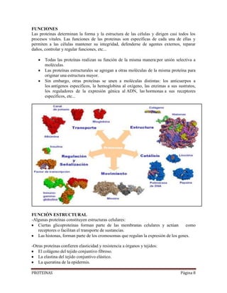 PROTEINAS Página 8
FUNCIONES
Las proteínas determinan la forma y la estructura de las células y dirigen casi todos los
procesos vitales. Las funciones de las proteinas son específicas de cada una de ellas y
permiten a las células mantener su integridad, defenderse de agentes externos, reparar
daños, controlar y regular funciones, etc...
Todas las proteínas realizan su función de la misma manera:por unión selectiva a
moléculas.
Las proteínas estructurales se agregan a otras moléculas de la misma proteína para
originar una estructura mayor.
Sin embargo, otras proteínas se unen a moléculas distintas: los anticuerpos a
los antígenos específicos, la hemoglobina al oxígeno, las enzimas a sus sustratos,
los reguladores de la expresión génica al ADN, las hormonas a sus receptores
específicos, etc...
FUNCIÓN ESTRUCTURAL
-Algunas proteínas constituyen estructuras celulares:
Ciertas glicoproteínas forman parte de las membranas celulares y actúan como
receptores o facilitan el transporte de sustancias.
Las histonas, forman parte de los cromosomas que regulan la expresión de los genes.
-Otras proteínas confieren elasticidad y resistencia a órganos y tejidos:
El colágeno del tejido conjuntivo fibroso.
La elastina del tejido conjuntivo elástico.
La queratina de la epidermis.
 