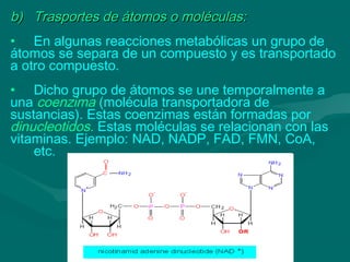 b)b) Trasportes de átomos o moléculas:Trasportes de átomos o moléculas:
• En algunas reacciones metabólicas un grupo de
átomos se separa de un compuesto y es transportado
a otro compuesto.
• Dicho grupo de átomos se une temporalmente a
una coenzima (molécula transportadora de
sustancias). Estas coenzimas están formadas por
dinucleotidos. Estas moléculas se relacionan con las
vitaminas. Ejemplo: NAD, NADP, FAD, FMN, CoA,
etc.
 