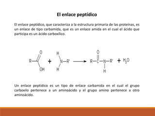 El enlace peptídico
El enlace peptídico, que caracteriza a la estructura primaria de las proteínas, es
un enlace de tipo carbamida, que es un enlace amida en el cual el ácido que
participa es un ácido carboxílico.

Un enlace peptídico es un tipo de enlace carbamida en el cual el grupo
carboxilo pertenece a un aminoácido y el grupo amino pertenece a otro
aminoácido.

 