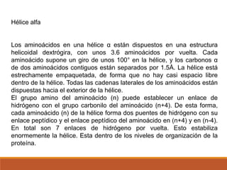 Hélice alfa
Los aminoácidos en una hélice α están dispuestos en una estructura
helicoidal dextrógira, con unos 3.6 aminoácidos por vuelta. Cada
aminoácido supone un giro de unos 100° en la hélice, y los carbonos α
de dos aminoácidos contiguos están separados por 1.5Å. La hélice está
estrechamente empaquetada, de forma que no hay casi espacio libre
dentro de la hélice. Todas las cadenas laterales de los aminoácidos están
dispuestas hacia el exterior de la hélice.
El grupo amino del aminoácido (n) puede establecer un enlace de
hidrógeno con el grupo carbonilo del aminoácido (n+4). De esta forma,
cada aminoácido (n) de la hélice forma dos puentes de hidrógeno con su
enlace peptídico y el enlace peptídico del aminoácido en (n+4) y en (n-4).
En total son 7 enlaces de hidrógeno por vuelta. Esto estabiliza
enormemente la hélice. Esta dentro de los niveles de organización de la
proteína.

 