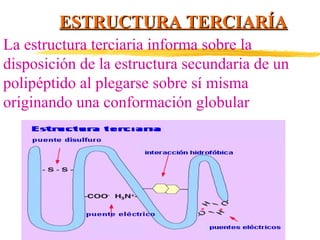 ESTRUCTURA TERCIARÍA
La estructura terciaria informa sobre la
disposición de la estructura secundaria de un
polipéptido al plegarse sobre sí misma
originando una conformación globular

 