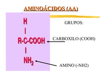 AMINOÁCIDOS (AA)
GRUPOS:
CARBOXILO (COOH)

AMINO (-NH2)

 