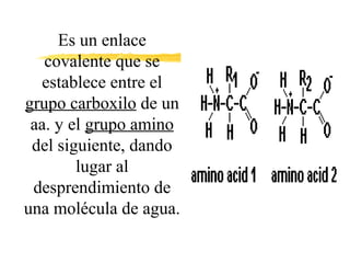 Es un enlace
covalente que se
establece entre el
grupo carboxilo de un
aa. y el grupo amino
del siguiente, dando
lugar al
desprendimiento de
una molécula de agua.

 