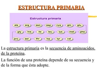 ESTRUCTURA PRIMARIA

La estructura primaria es la secuencia de aminoacidos.
de la proteína.
La función de una proteína depende de su secuencia y
de la forma que ésta adopte.

 