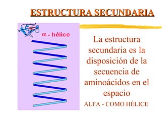 ESTRUCTURA SECUNDARIA
La estructura
secundaria es la
disposición de la
secuencia de
aminoácidos en el
espacio
ALFA - COMO HÉLICE

 
