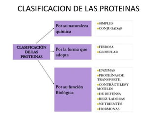 CLASIFICACION DE LAS PROTEINAS