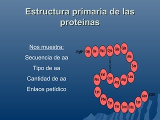 Estructura primaria de lasEstructura primaria de las
proteínasproteínas
Nos muestra:
Secuencia de aa
Tipo de aa
Cantidad de aa
Enlace petídico
 
