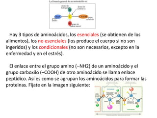 Hay 3 tipos de aminoácidos, los esenciales (se obtienen de los
alimentos), los no esenciales (los produce el cuerpo si no son
ingeridos) y los condicionales (no son necesarios, excepto en la
enfermedad y en el estrés).
El enlace entre el grupo amino (–NH2) de un aminoácido y el
grupo carboxilo (–COOH) de otro aminoácido se llama enlace
peptídico. Así es como se agrupan los aminoácidos para formar las
proteinas. Fíjate en la imagen siguiente:
 