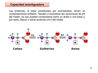 Las proteínas, al estar constituidas por aminoácidos, tienen un
comportamiento anfótero. Tienden a neutralizar las variaciones de pH
del medio, ya que pueden comportarse como un ácido o una base y,
por tanto, liberar o retirar protones (H+) del medio
21
Capacidad amortiguadora
 