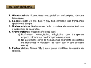 1. Glucoproteínas: ribonucleasa mucoproteínas, anticuerpos, hormona
luteinizante
2. Lipoproteínas: De alta, baja y muy baja densidad, que transportan
lípidos en la sangre.
3. Nucleoproteínas: Nucleosomas de la cromatina, ribosomas, histonas
y protaminas de eucariotas.
4. Cromoproteínas: Pueden ser de dos tipos:
a) Porfirínicas. Hemoglobina, mioglobina que transportan
oxígeno, citocromos, que transportan electrones
b) No profirínicas como la hemocianina (pigmento respiratorio
de crustáceos y moluscos, de color azul y que contiene
cobre)
5. Fosfoproteínas: Tienen PO4H3 en el grupo prostético. La caseína de
la leche.
25
HETEROPROTEÍNAS
 
