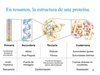 Subunidades iguales 
Subunidades distintas 
Fuerzas diversas no 
12 
En resumen, la estructura de una proteína. 
Primaria Secundaria Terciaria Cuaternaria 
Hélice 
Hoja Plegada 
Globular 
Fibrosa 
Combinación 
ilimitada de 
aminoácidos. 
Unión 
Peptídica 
Puente de 
Hidrógeno 
Puente de Hidrógeno, 
Interacciones hidrofóbicas, 
salinas, electrostáticas. 
covalentes. 
Secuencia Conformación Asociación 
 