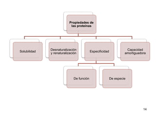 Capacidad 
amortiguadora 
14 
Propiedades de 
las proteínas 
Solubilidad 
Desnaturalización 
y renaturalización 
Especificidad 
De función De especie 
 