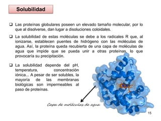  Las proteínas globulares poseen un elevado tamaño molecular, por lo 
que al disolverse, dan lugar a disoluciones coloidales. 
 La solubilidad de estas moléculas se debe a los radicales R que, al 
ionizarse, establecen puentes de hidrógeno con las moléculas de 
agua. Así, la proteína queda recubierta de una capa de moléculas de 
agua que impide que se pueda unir a otras proteínas, lo que 
provocaría su precipitación. 
15 
Solubilidad 
 La solubilidad depende del pH, 
temperatura, concentración 
iónica... A pesar de ser solubles, la 
mayoría de las membranas 
biológicas son impermeables al 
paso de proteínas. 
Capa de moléculas de agua 
 