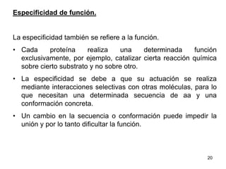 Especificidad de función. 
La especificidad también se refiere a la función. 
• Cada proteína realiza una determinada función 
exclusivamente, por ejemplo, catalizar cierta reacción química 
sobre cierto substrato y no sobre otro. 
• La especificidad se debe a que su actuación se realiza 
mediante interacciones selectivas con otras moléculas, para lo 
que necesitan una determinada secuencia de aa y una 
conformación concreta. 
• Un cambio en la secuencia o conformación puede impedir la 
unión y por lo tanto dificultar la función. 
20 
 