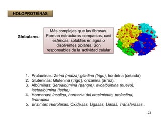 Globulares: 
1. Prolaminas: Zeína (maíza),gliadina (trigo), hordeína (cebada) 
2. Gluteninas: Glutenina (trigo), orizanina (arroz). 
3. Albúminas: Seroalbúmina (sangre), ovoalbúmina (huevo), 
lactoalbúmina (leche) 
4. Hormonas: Insulina, hormona del crecimiento, prolactina, 
tirotropina 
5. Enzimas: Hidrolasas, Oxidasas, Ligasas, Liasas, Transferasas . 
23 
HOLOPROTEÍNAS 
Más complejas que las fibrosas. 
Forman estructuras compactas, casi 
esféricas, solubles en agua o 
disolventes polares. Son 
responsables de la actividad celular 
 
