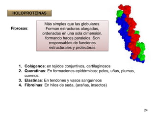 Fibrosas: 
1. Colágenos: en tejidos conjuntivos, cartilaginosos 
2. Queratinas: En formaciones epidérmicas: pelos, uñas, plumas, 
cuernos. 
3. Elastinas: En tendones y vasos sanguíneos 
4. Fibroínas: En hilos de seda, (arañas, insectos) 
24 
HOLOPROTEÍNAS 
Más simples que las globulares. 
Forman estructuras alargadas, 
ordenadas en una sola dimensión, 
formando haces paralelos. Son 
responsables de funciones 
estructurales y protectoras 
 