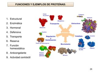 26 
FUNCIONES Y EJEMPLOS DE PROTEÍNAS: 
1. Estructural 
2. Enzimática 
3. Hormonal 
4. Defensiva 
5. Transporte 
6. Reserva 
7. Función 
homeostática 
8. Anticongelante 
9. Actividad contráctil 
 