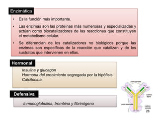 Enzimática 
• Es la función más importante. 
• Las enzimas son las proteínas más numerosas y especializadas y 
actúan como biocatalizadores de las reacciones que constituyen 
el metabolismo celular. 
• Se diferencian de los catalizadores no biológicos porque las 
enzimas son específicas de la reacción que catalizan y de los 
sustratos que intervienen en ellas. 
28 
Hormonal 
Insulina y glucagón 
Hormona del crecimiento segregada por la hipófisis 
Calcitonina 
Defensiva 
Inmunoglobulina, trombina y fibrinógeno 
 