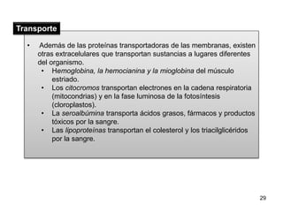• Además de las proteínas transportadoras de las membranas, existen 
otras extracelulares que transportan sustancias a lugares diferentes 
del organismo. 
• Hemoglobina, la hemocianina y la mioglobina del músculo 
estriado. 
• Los citocromos transportan electrones en la cadena respiratoria 
(mitocondrias) y en la fase luminosa de la fotosíntesis 
(cloroplastos). 
• La seroalbúmina transporta ácidos grasos, fármacos y productos 
tóxicos por la sangre. 
• Las lipoproteínas transportan el colesterol y los triacilglicéridos 
por la sangre. 
29 
Transporte 
 