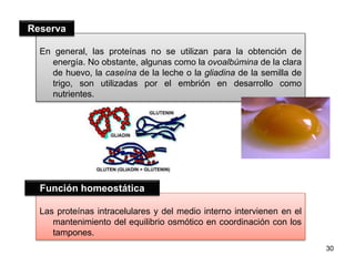 30 
Reserva 
En general, las proteínas no se utilizan para la obtención de 
energía. No obstante, algunas como la ovoalbúmina de la clara 
de huevo, la caseína de la leche o la gliadina de la semilla de 
trigo, son utilizadas por el embrión en desarrollo como 
nutrientes. 
Función homeostática 
Las proteínas intracelulares y del medio interno intervienen en el 
mantenimiento del equilibrio osmótico en coordinación con los 
tampones. 
 
