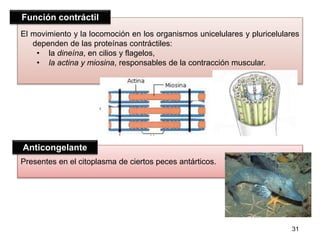 Función contráctil 
El movimiento y la locomoción en los organismos unicelulares y pluricelulares 
dependen de las proteínas contráctiles: 
• la dineína, en cilios y flagelos, 
• la actina y miosina, responsables de la contracción muscular. 
Presentes en el citoplasma de ciertos peces antárticos. 
31 
Anticongelante 
