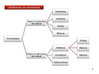 6 
Aminoácidos 
Según la polaridad 
del radical 
Hidrófobos 
Hidrófilos 
Ácidos 
Básicos 
Según la estructura 
del radical 
Alifáticos 
Ácidos 
Básicos 
Aromáticos Neutros 
Heterocíclicos 
Clasificación de aminoácidos 
 