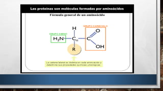 Las proteínas son moléculas formadas por aminoácidos 
 